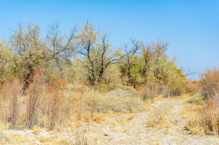 Autumn, Steppe. Prairies. Immerse yourself in the tranquility of this breathtaking Steppe landscape,...