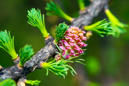 Enjoy the stunning view of pink larch cones in early spring. Connect with nature and appreciate the...