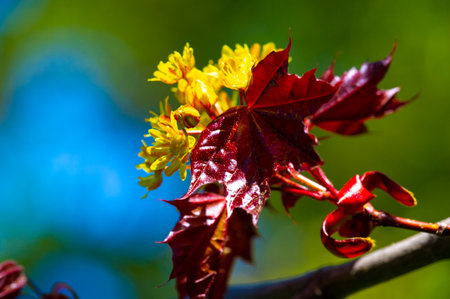Acer Rubrum, Typically found in damp places such as swamps and along river banks. Produces vibrant red foliage in fall. Adds beautiful color to landscapes. Provides habitat and food for wildlife.の写真素材