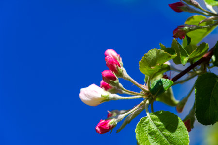 A beautiful close-up shot of a pink apple tree flower. A stunning display of nature's intricate details. Captivating shades of pink in delicate petals.の写真素材