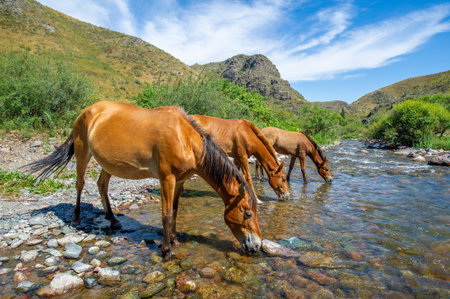 Horses graze peacefully by a fast-flowing river. The sound of hooves and water create a serene atmosphere. Nature at its best as horses quench their thirst in the stream.の写真素材