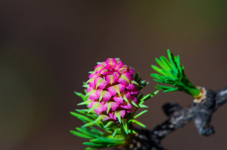A pink larch cone adds vibrant color to a pine branch Brings beauty and vibrancy to an early spring landscape A stunning display of nature's colors at the height of its life cycleの写真素材