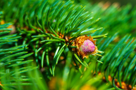 Pink pine cones bring a touch of nature's beauty into your home. Perfect for adding a pop of color...