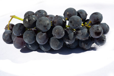 Images of black grapes on a white background for wine labels or marketing materials. Juicy and fresh black grapes as the main accent in photographs or design projects.の写真素材