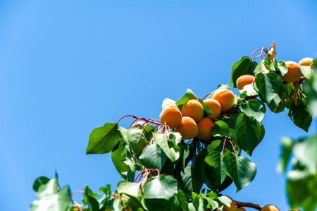 Apricot is a juicy fruit rich in vitamins. Growing your own apricots can promote health and wellness. Picking fresh apricots from your plantation can be a nutritious snack.の写真素材