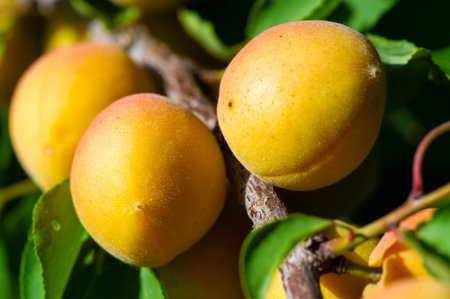 Fresh apricots packed with vitamins for a healthy snack. Grow your own apricot tree for a luscious harvest. Apricot plantations are a sustainable source of fruit.の写真素材