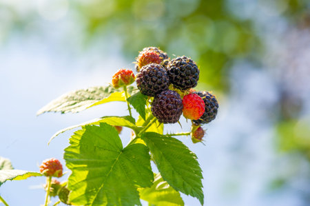 Ripe blackberries on a branch on a background of green leaves