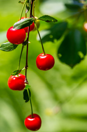 Contains essential vitamins for overall health. Juicy and ripe cherries are a delicious vegetarian snack. Promotes a healthy lifestyle using natural fruits.の写真素材