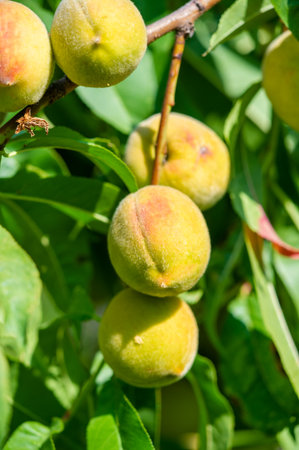 Juicy peach, ready to pick. Ripe and sweet fruits waiting to be enjoyed. Growing on a branch of a beautiful tree.の写真素材
