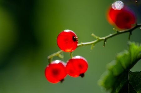 Stunning photos with blurred backgrounds. Capture the beauty of red currents up close. Create...