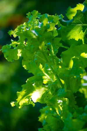 A fresh and healthy option for a meal or side dish. Packed with vitamins, minerals and antioxidants...