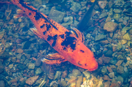 Enter a world of tranquility and enchantment with this enchanting image of two koi fish, their elegant presence adding a touch of serene beauty to any tranquil aquatic landscape. SwimmingIn Dreamsの写真素材