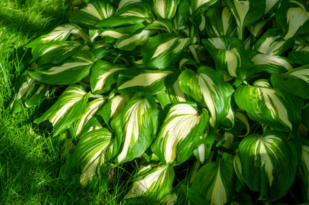 Discover the beauty of nature with hosta plants Hosta leaves dance gracefully in the gentle breeze Nature inspired gardening at its finestの写真素材