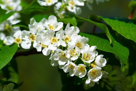 The unearthly charm of white chirefly flowers, bathed in sunlight, is the embodiment of purity and grace, inspiring awe and admiration. Flower Magicの写真素材
