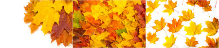 Vibrant autumn colors create a stunning natural scene. Crunchy leaves underfoot enhance the senses....