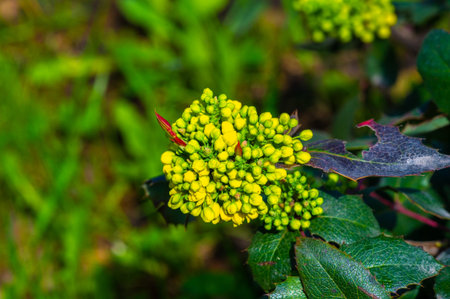 Native to western North America. Commonly known as Oregon grape or waterleaf barberry. Berberis aquifolium is part of the Berberidaceae family.の写真素材