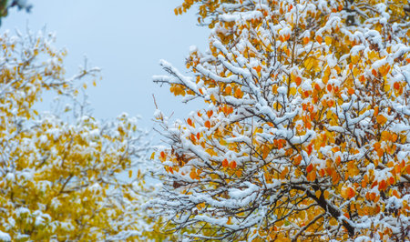 Autumn leaves on the branches of trees. Mumannoe, cloudless sky, Indian summer. The leaves are...