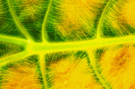 Unique vintage aesthetic. Aged tropical leaves add character to any space. Ideal for adding a touch...