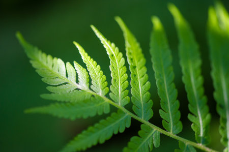 Fern leaves are the main design element. Adds a touch of nature and botany to any project or design. Can be used for decoration.or patterns. Ideal for creating a tropical or garden atmosphere.の写真素材