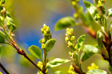 The genus includes species commonly known as shadbush.serviceberry.Juneberry.and more. It grows as...