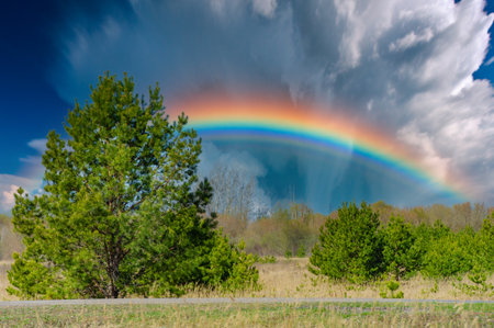 Feel the beauty of nature coming to life in the forest in spring. Feel the awesome and wonder as you look up at the bleak sky above. Embrace the joy and renewal that comes with nature,の写真素材