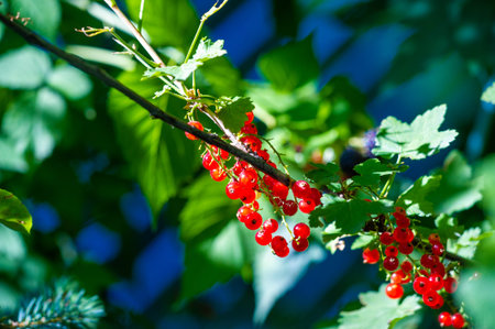 Beautiful bokeh effect with shallow depth of field. Stunning close-up shots of vibrant red currents....