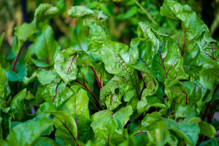 Unique and eye catching beet leaf variety with red veins Adds a pop of color and visual interest to any garden or dish Great for both ornamental and culinary useの写真素材