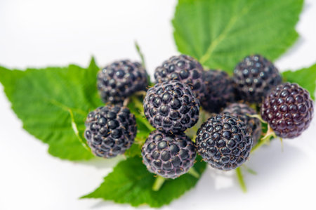 Black raspberries and blackberries are a good source of vitamins. Juicy and ripe berries from this...