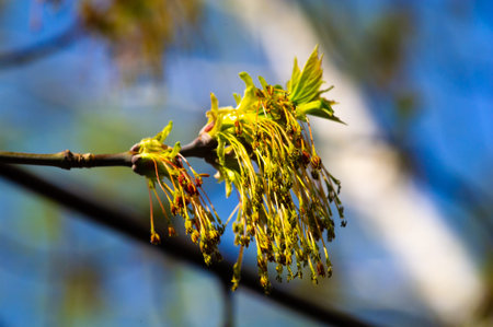 Capture the beauty of nature in the vibrant hues of yellow maple flowers dancing in the spring...