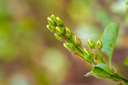 Amelanchier also known as shadbush, serviceberry or sarvisberry, Juneberry, Iranian berry, sugar...