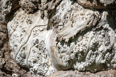 elm tree trunk texture Detailed and intricate natural patterns. Strong and durable material for...