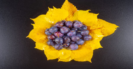 Prunus spinosa photographed in the studio. Prunus spinosa is a large deciduous shrub that grows up...