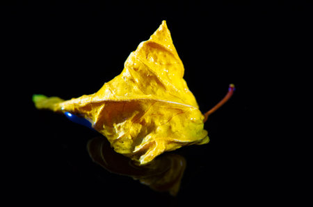 Bright Yellow Leaf Dried leaf can be used to make teas and infusions. Rich in antioxidants and vitamin C. Gives a bright color to drinks and dishes.の写真素材