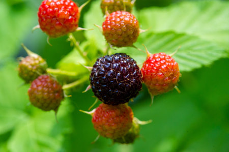 Delicious and juicy black raspberries and blackberries are rich in vitamins and are ideal for a...
