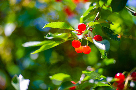 Full of vitamin C and antioxidants. Juicy and ripe cherries are a delicious snack. Ideal for a...