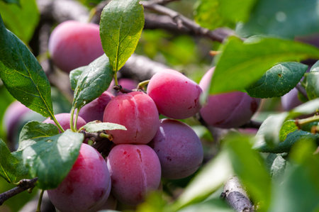 Plum. A fruit rich in vitamins, juicy and tasty. Tips for a gardener on growing ripe plums at home. Find out about the health benefits of eating plums regularly.の写真素材