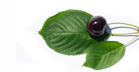 Delicious cherry with a juicy taste. Rich in vitamins and ideal for a healthy diet. Suitable for ripe and vegetarian dishes. The white background emphasizes the bright red color of the fruit.の写真素材