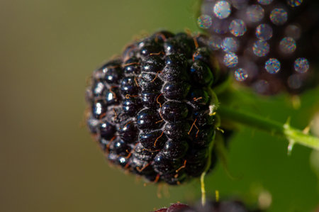 Black raspberries and blackberries are rich in vitamins. Juicy and ripe berries are ideal for snacking or adding to recipes. A great option for vegetarians looking for a tasty and nutritious snack.の写真素材