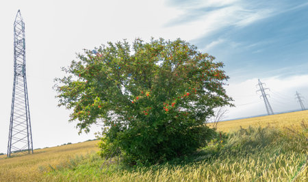 Summer Wheat field, power poles, power support, steel transmission pole, sunset, sun, lines electricityの写真素材