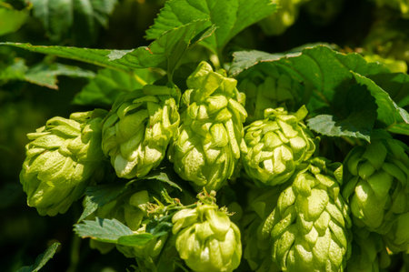 Use brewing methods for different drinks. Understand the science behind hops and essential oils....