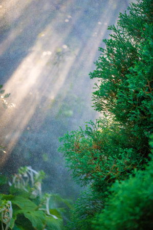 Experience the beauty of summer through stunning nature imagery Immerse yourself in the refreshing sensation of rain on green leaves Connect with the tranquility and serenity of nature duringの写真素材