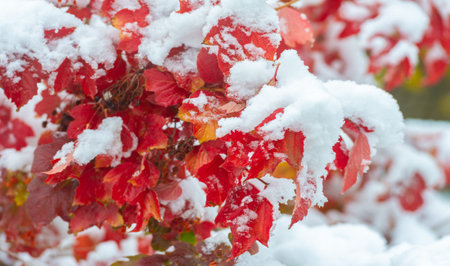 The first snow fell on autumn leaves. With the first autumn colds, life will begin anew