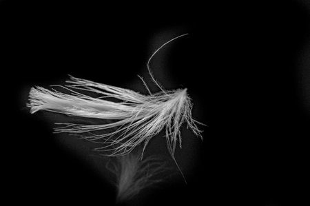 Feather on a black background. Black and white photo. Copy space.の写真素材