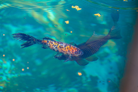 Experience the magic of limitless possibilities with Koi carp. Enjoy exciting moments amid uncertainty. Unleash wonder and endless possibilities with this picture-perfect painting.の写真素材