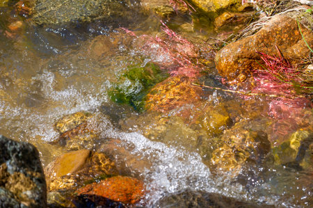 tree roots in a mountain stream. Pink Paradise: Dive into a mesmerizing underwater haven where...