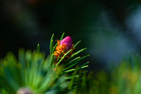 Pink pine cones add a touch of natural beauty to any space. Ideal for spring decor or as a calming...