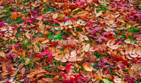 Autumn photography, leaves in the fall, At this time of the year the trees seem to come to life,...