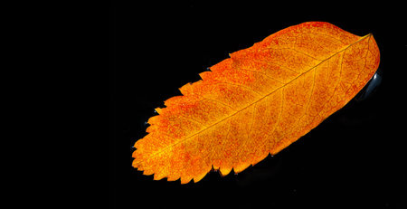 Rowan Leaf Stunning contrast of colors, red leaf on black background Ideal for fall themed projects...