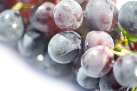 Vibrant black grapes on a clean white background Ideal for wine labels or advertising Juicy and delicious, ready to drinkの写真素材