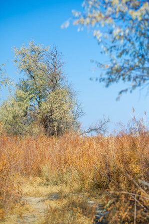 Autumn, Steppe. Prairies. Discover the charm of dry grassy fields that decorate the rugged terrain of the Steppe, creating harmony between earth and sky. Let this charming corner of nature inspire youの写真素材